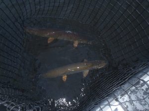 10373958_946538975360976_363189354718086233_n