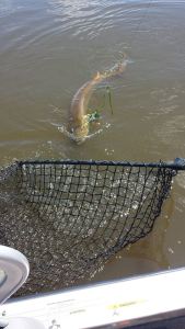 10460507_900029730011901_8173372636839501052_n