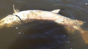 10473434_900026513345556_5420523709651586702_n