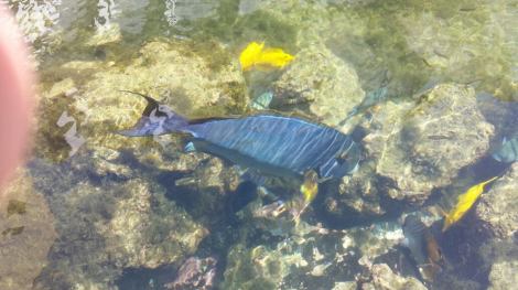 10563174_1091215400893332_6059413871490994375_n