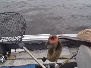 10629699_946538905360983_3965965302740598545_n