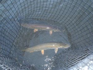 10850244_995824930432380_6195161127838520760_n