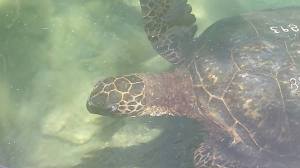 11150928_1087554154592790_6719412401759528204_n