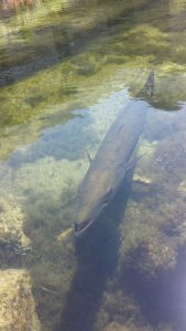 11216254_1091215390893333_8655234018298345873_n