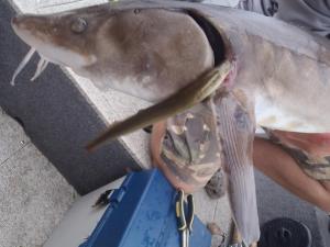 1236443_946538978694309_8023883395240407292_n