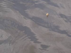 1606907_913360468678827_893102137390166135_n