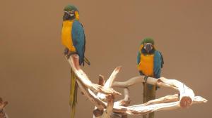 11011992_1095560707125468_3570247691308362307_n