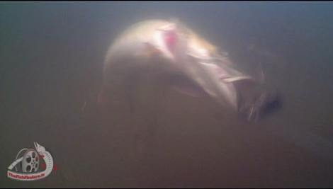 11898640_503661159797390_1516725694315820976_n