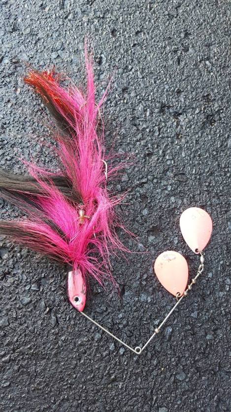 13445588_1337199222961614_807139156831798780_n