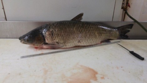 grass-carp-discovered-near-lanoraie-quebec-st-lawrence-river